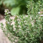 Photo courtesy of Medicinal Plants