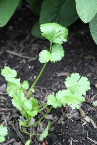 img_1615