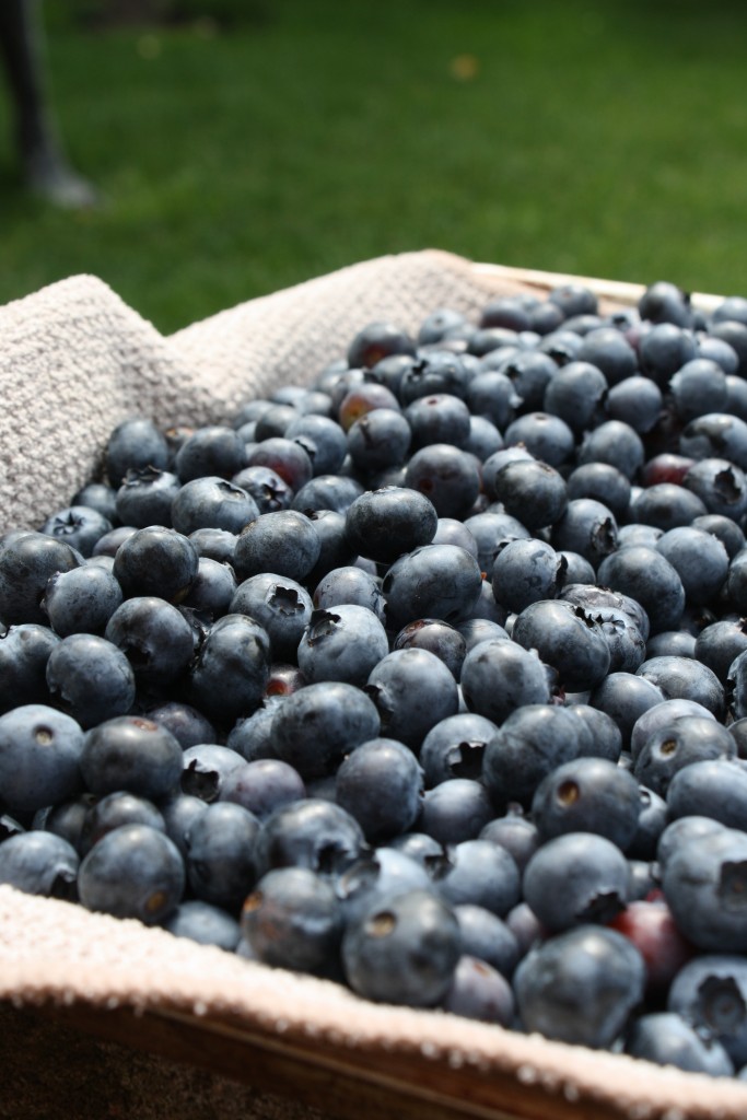 tray full of fresh blueberries drying in the sun